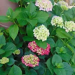 Vivenda Barroso * נאזרה