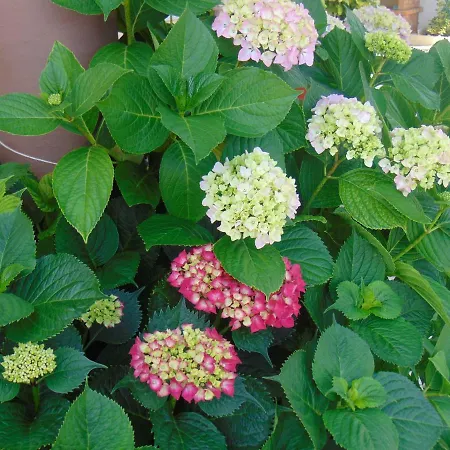 Vivenda Barroso * Nazaré