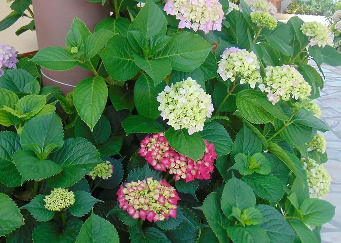 Vivenda Barroso * Nazaré